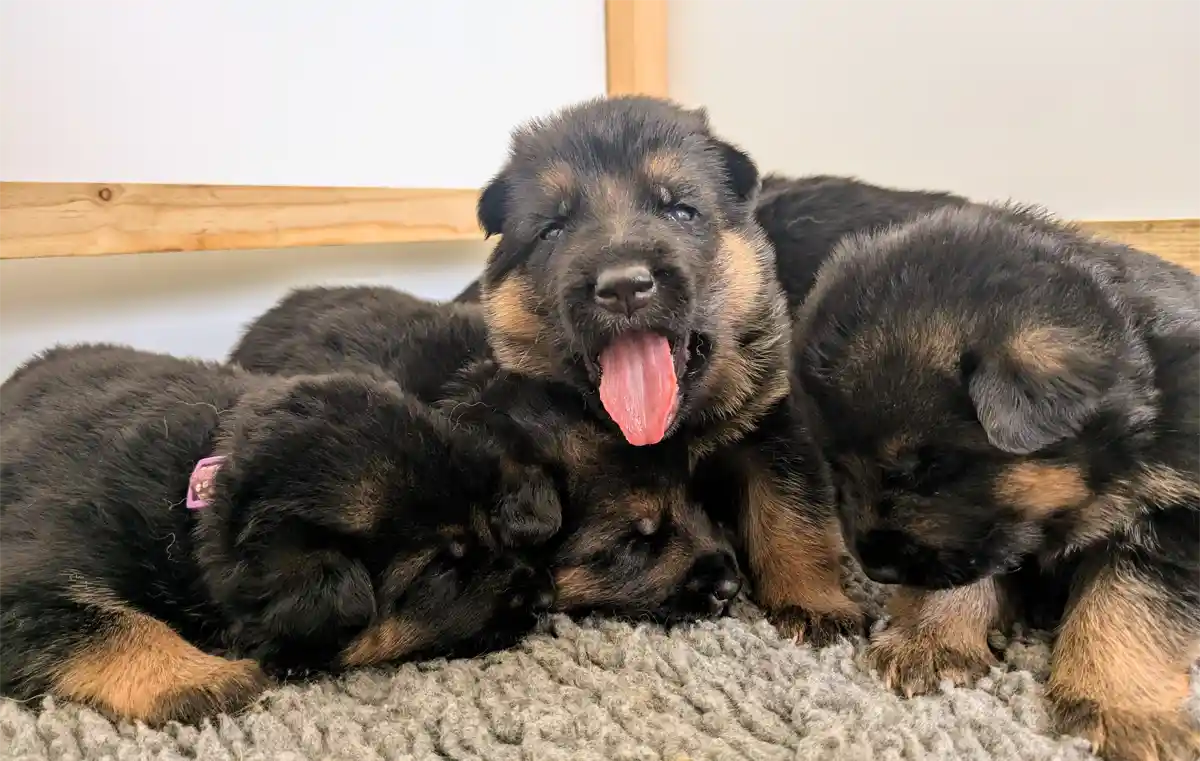 German Shepherd puppies smiling for a camera.